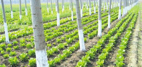  收益|农村“农家乐”日渐衰弱，新模式已然崛起，收益还非常高