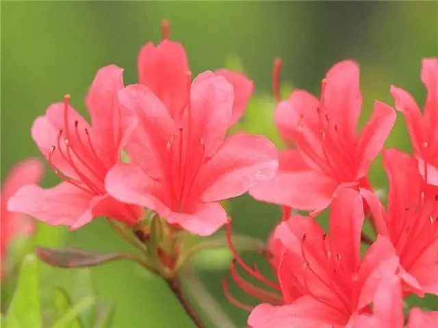 这几种植物很适合做盆景在家养护，依然充满花香观赏性高! 养花