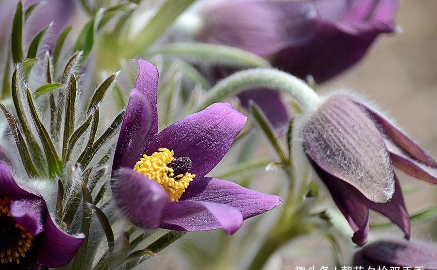  「现如今」农村常见的野草，过去随处可见，现如今几十元一斤难买到