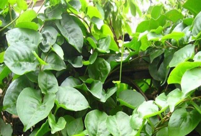 在印度被当成杂草处理的植物，我国引进后被大量种植，还很受欢迎