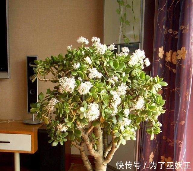 「仙人掌科」3种“便宜花”这样养一养,一年变“老桩”,开花千朵还“镇宅”