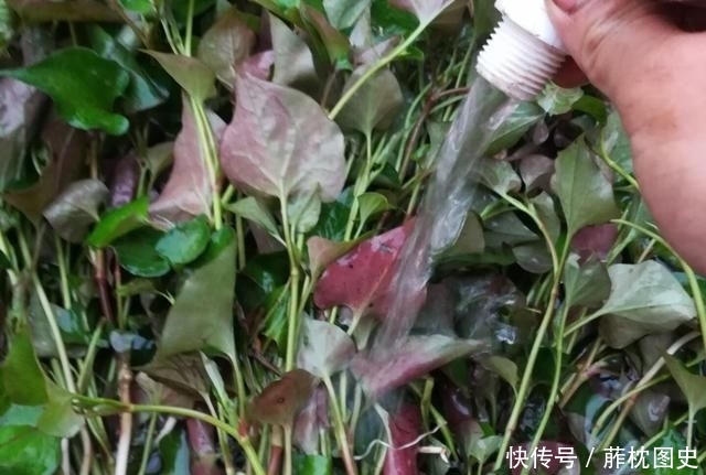  「纯野生」农村有气味的野草，一般人吃不惯，殊不知它价值珍贵