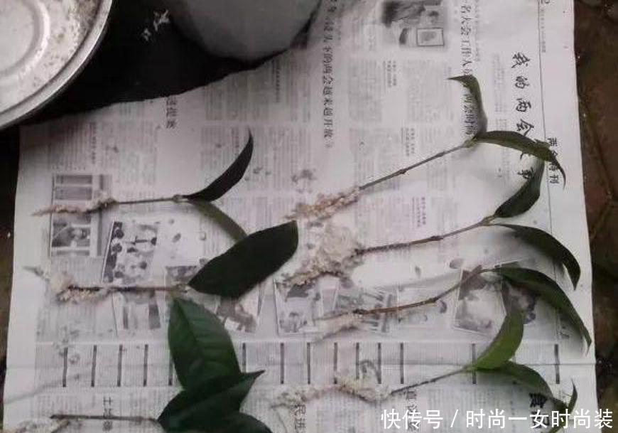  [扦插]这4种“木质”花，趁着“秋天”扦插，1盆变10盆，来年就开花