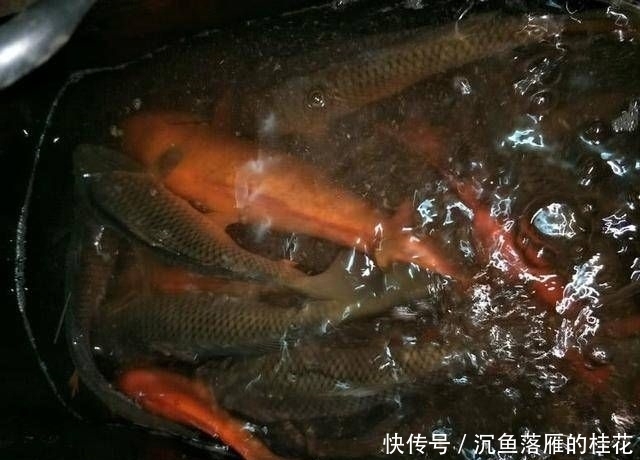 野生大鲤鱼■钓友野钓连竿上大鲤鱼居然还不满意?这位钓友到底是怎么了?
