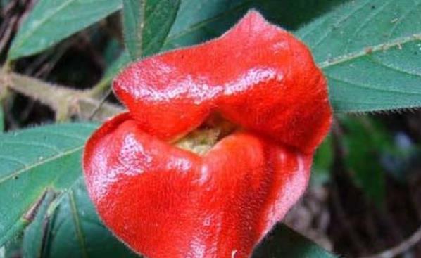  【费事】“5种花”特别适合阳台养，简单好养、开花多，不费事就能养好！