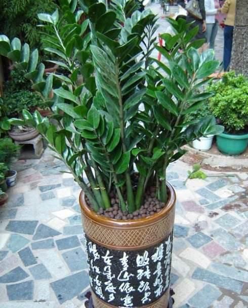  [旺盛]1种花，养在客厅是招财“小能手”，越旺盛说明越招财