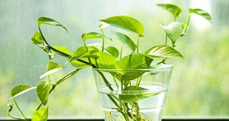  [水里]天一热花就不爱长？6种索性直接扔水里，个个精神气爽！