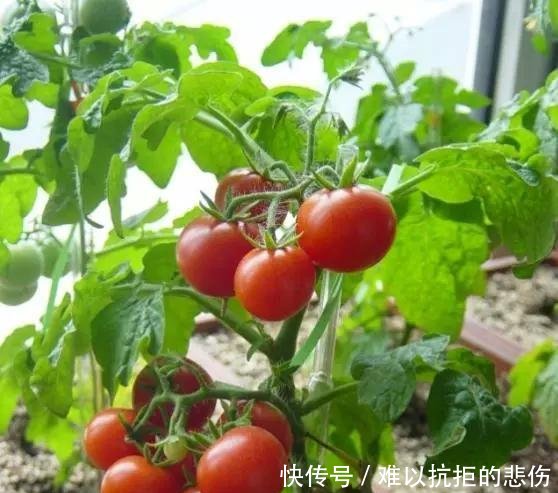  「一大」阳台种西红柿，3分钟就学会，一棵结5斤，一摘一大筐，少出门买菜