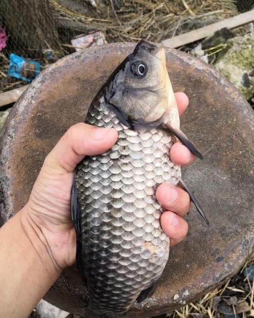  「坚守」打窝后没口，该换钓位还是坚守？情况不同，对应的策略也有所不同