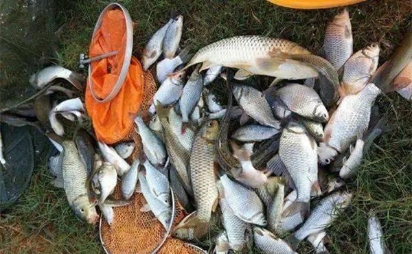  「气温」春季钓鱼抓规律，根据这些规律来钓鱼，想不爆护都难！