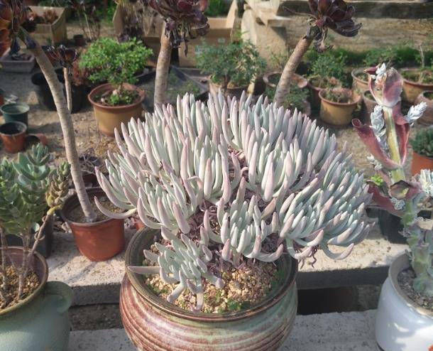  「植物」想让多肉植物长得肥厚,学会这些小妙招,简单有效!