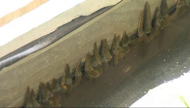  #多收#探索“稻蛭共养”模式：在水稻田里养这个 一亩多收10万元