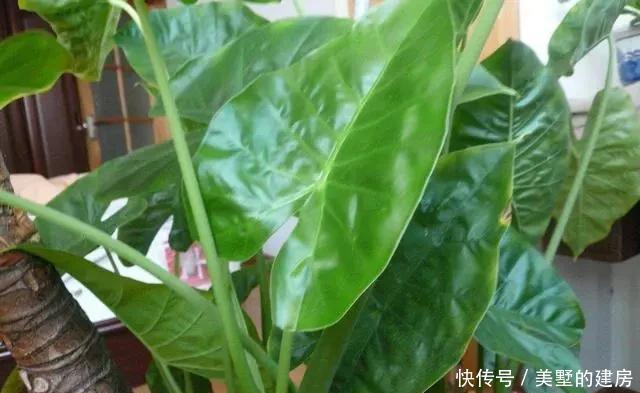  适合|5种花，真心不适合养“屋里”，喜欢可以养室外，更好