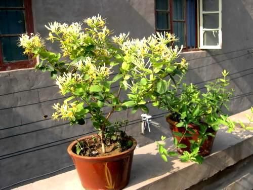  花盆：盆栽金银花，皮实好养根系壮，挖一棵做盆景，苍劲古朴花满盆