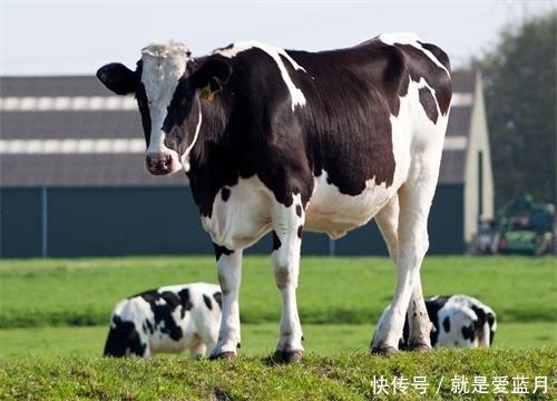 为什么越来越多的人回农村创业2019农村有前景的养殖项目有