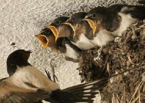 中国人不吃燕子，为何近年来燕子却越来越少，城市里基本见不到