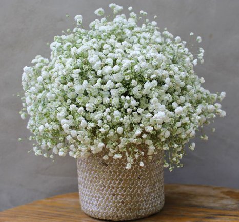  『就样』新手就样这几朵小花，全年花开不断，一开满屋飘香，花色惊艳清新