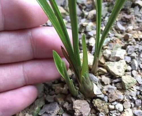  春天：春天该如何给兰花追肥？满足3个阶段的需求，花芽分化多一倍