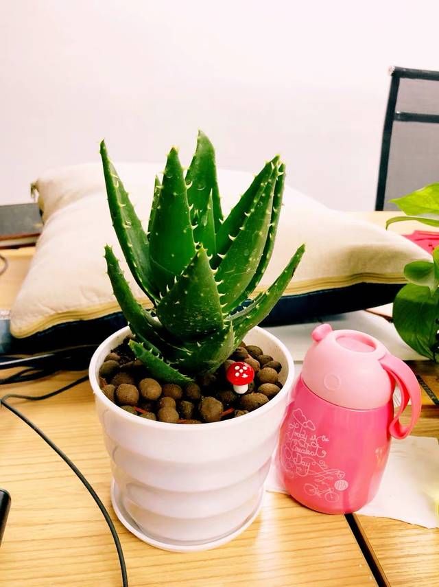  浇水■芦荟怎么养？芦荟养殖方法
