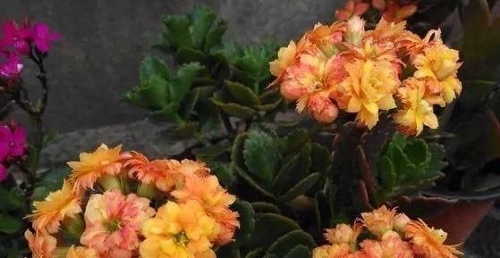 『升高』温度升高,这3种花现在扦插,10天就生根,开出一片大花球!