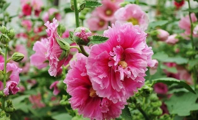  『蜀葵』蜀葵长得好不是没原因的，赶紧学起来吧，一个也不放过