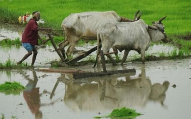 印度耕地面积世界第二，为什么还不能喂饱印度人？