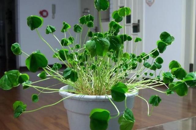  #皮薄水#这种野菜像“鸡蛋”，皮薄水多有营养，家里能盆栽，开出几十朵花