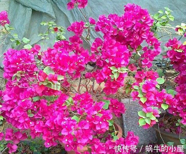 预防|新买的三角梅,三五天就晒死?做好3点,预防商家有“猫腻”