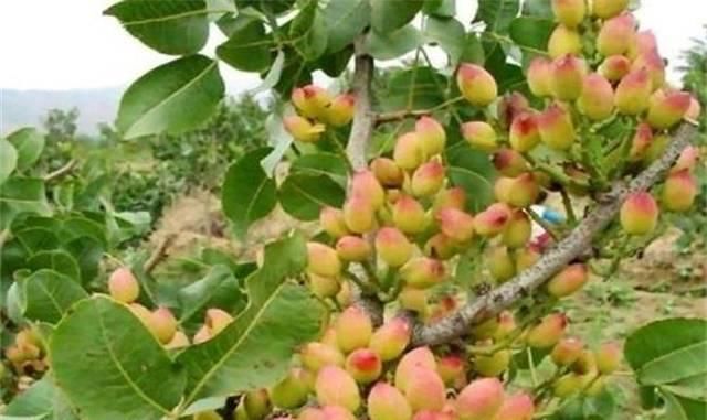  #我国#引进我国1300年，市场一斤50元供不应求，为啥农民没眼光