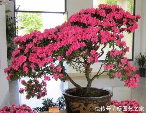  【花本】此花本是中国野花，因受老外追捧，变成中国十大名花之六