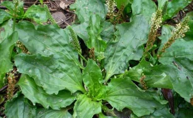 『蒲公英』女性常吃4种野菜,清热祛湿,美容养颜,还能护养子宫,好处多多