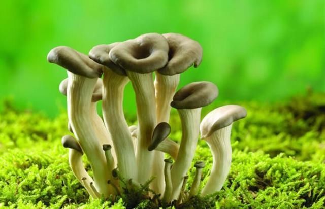  『根部』金针菇的根部切掉了，直接丢掉太浪费，稍作处理金针菇吃不完