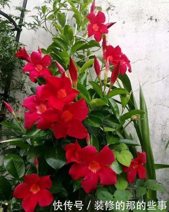 热越■3种花不怕热,现在养几盆,三伏天也能呼呼开,越热越起劲!