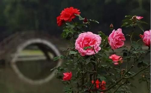  【园林景观】赏花不知花叫啥？一份春季花朵辨认指南请查