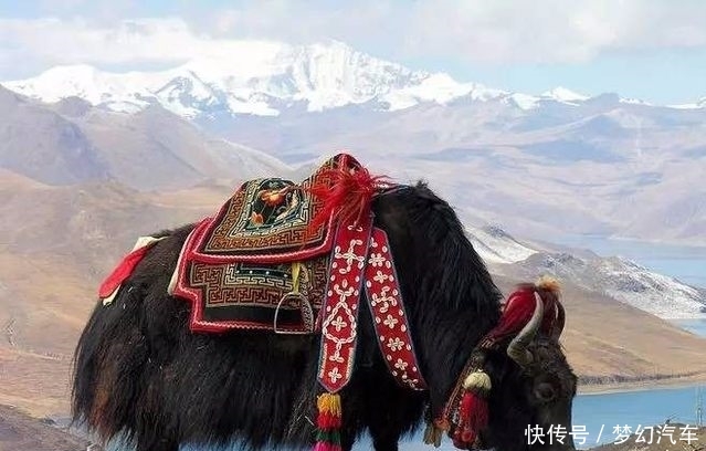 如果在川藏线自驾撞死牦牛或香猪会怎样?让我来告诉你后果!