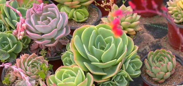  「年收入」丰县一小伙种植多浆植物，年收入达三十万！