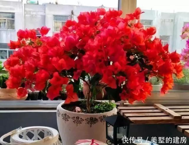 停歇|2种“开花机器”,一年300多天不停歇,养2盆,天天有花看,值
