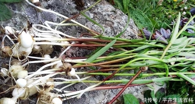 山里一种野草，“根”要1000元一斤，家乡见到，切勿除掉