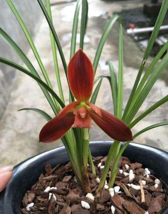  金奖：在山里挖的野草，多次获得兰花“金奖”，誉为：中国兰花第一红