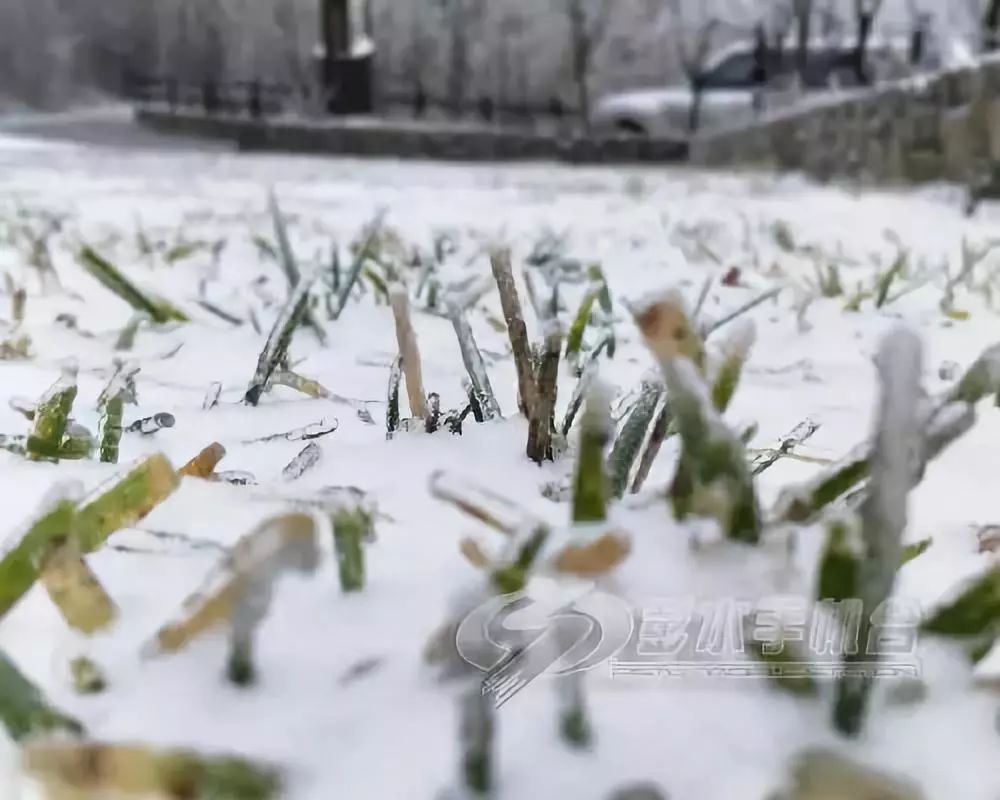 很冷，但也很美！今天重庆多地迎来降雪，你那里下雪了么