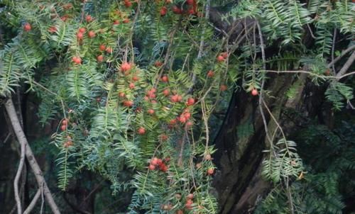 「珍惜植物」山上1种“植物”,别挖了,挖一株少一株,还会被判刑,别忽视