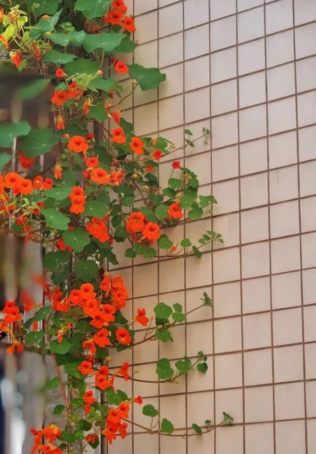  『太美』家里有这6种花，赶紧挂起来，长的快、开花一年比一年多！