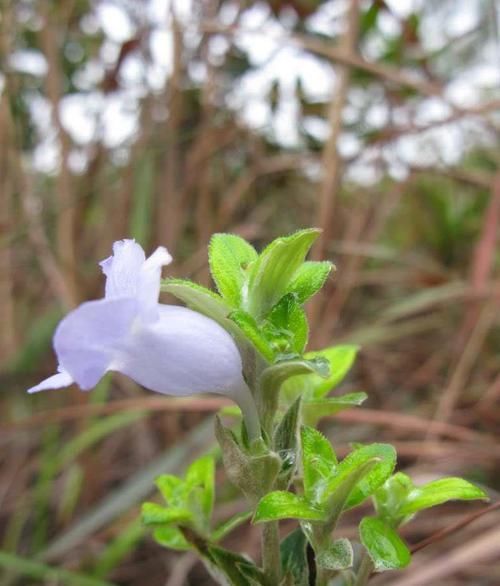  带回家：它是清肺止咳“特效药”，农村很常见，见了记得带回家！