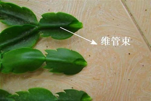 【嫁接】蟹爪兰绑到这上面,开花直冲房顶,还能多活10年