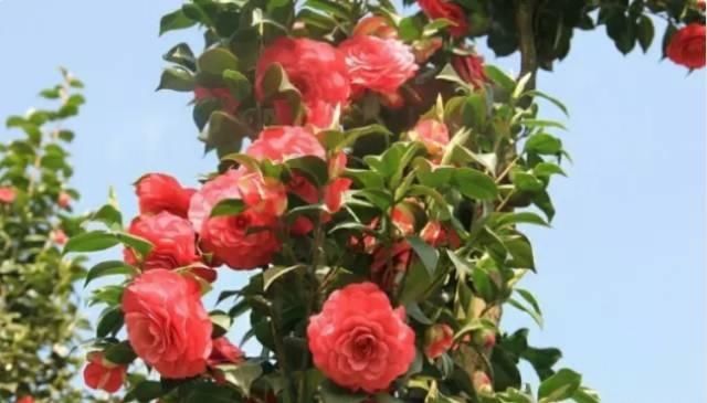  【花中】中国10大名花，哪个是你的最爱？