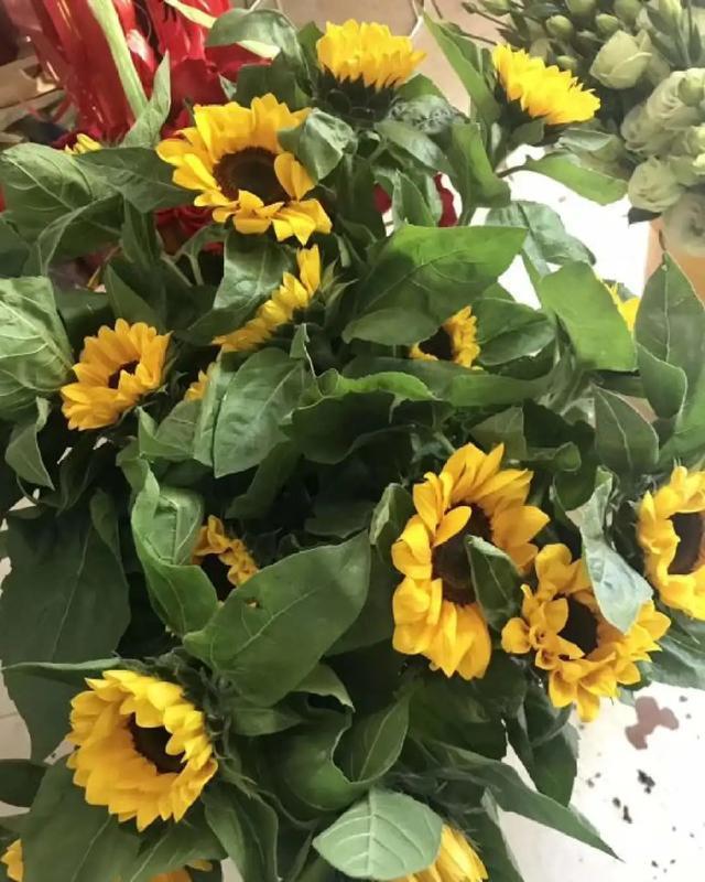  #想养#今年超级火的花，花量大，开的美，每一种都想养一盆！