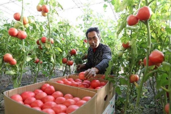河北唐山：设施农业让农民“冬闲”变“冬忙”