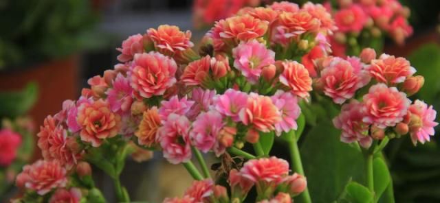  『寓意』家里长辈过生日，送上这几种盆栽花卉，寓意福如东海！