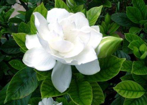 【栀子花】3种花养在家里,“兴家”又“旺财”,花朵散发清香,异味去无踪