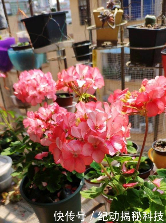  光照：花中仙子天竺葵，花友养了一阳台，开花美爆了，赶紧养几盆